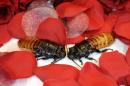 <p>
	The world-famous Bronx Zoo in New York City sells naming rights for the huge Madagascar cockroaches. So, for $10 you can have such a roach named after anyone you want and you receive a special certificate, along with chocolate roaches, as a Valentine's gift.</p>